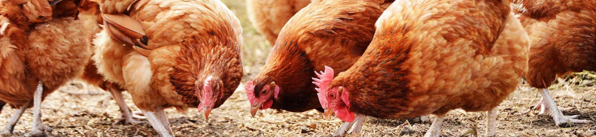 Free-Range-Poultry-Farming
